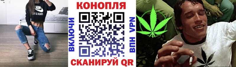 Бошки Шишки план  магазин продажи   Терек 